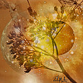 SUN-MOON