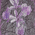 IRISES