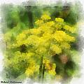 YELLOWS
